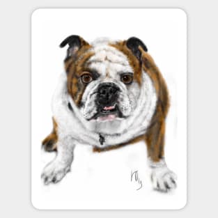 Stubborn Affectionate Bulldog Pup Sticker